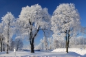Three trees in winter