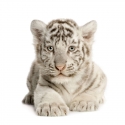 Белый тигрёнок