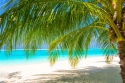 Palm tree on beach 