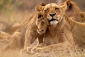 Львица и детеныш